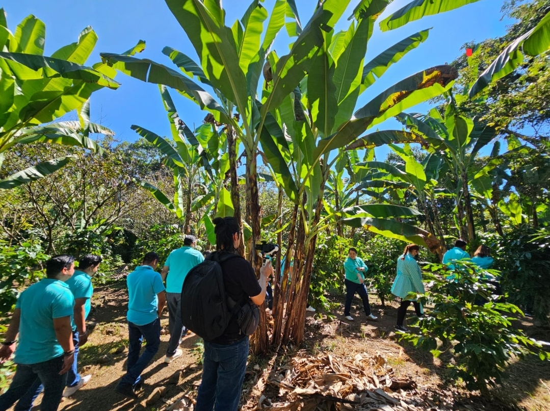 Cafetal de altura de Cielo Abierto, cultivado bajo sombra en Coatepec