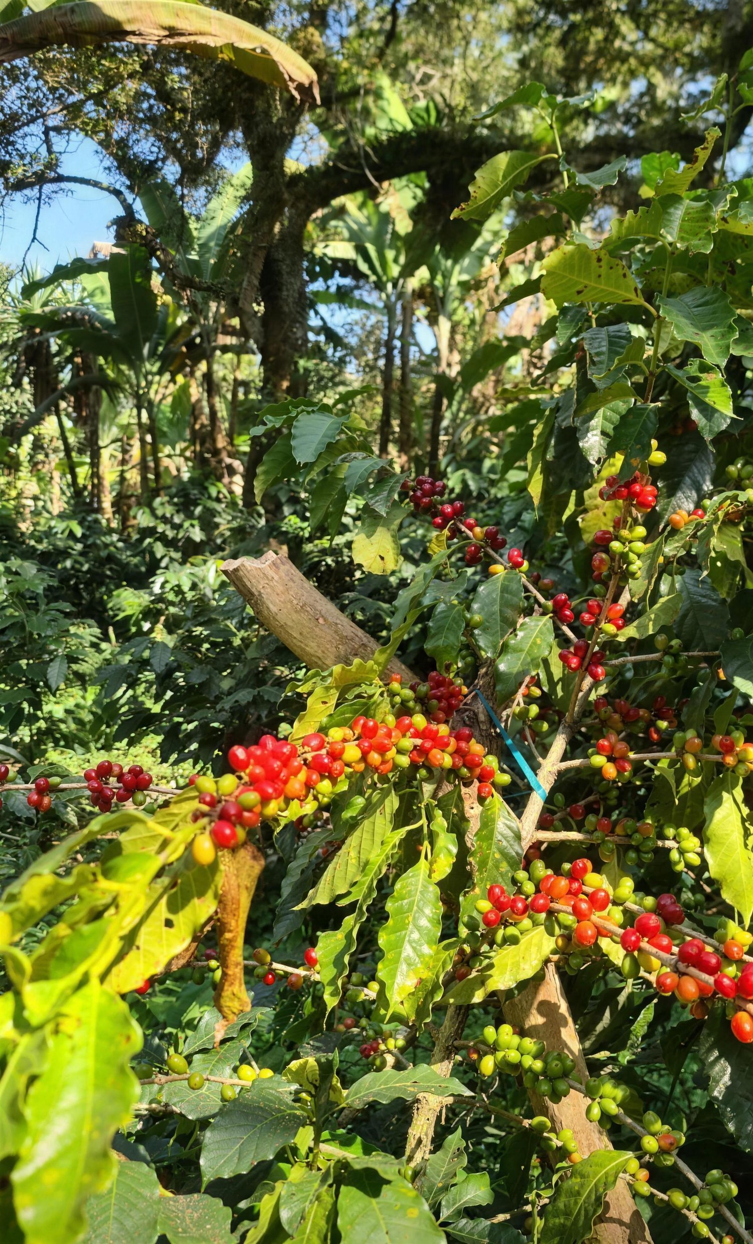 Cerezas de café rojas y verdes en la rama, listas para el corte selectivo